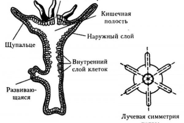 Kraken onion зеркало