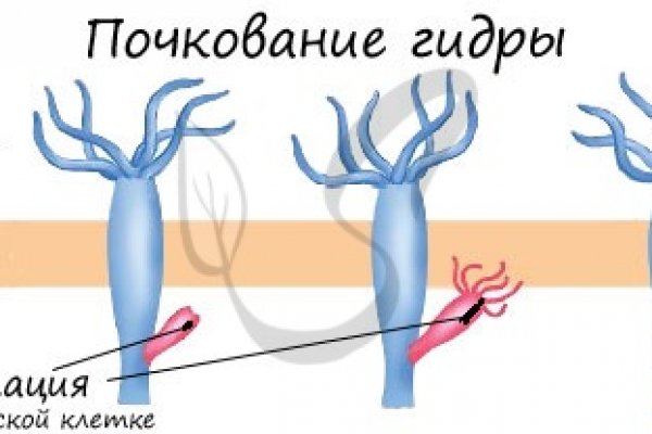 Кракен маркет только через тор скачать