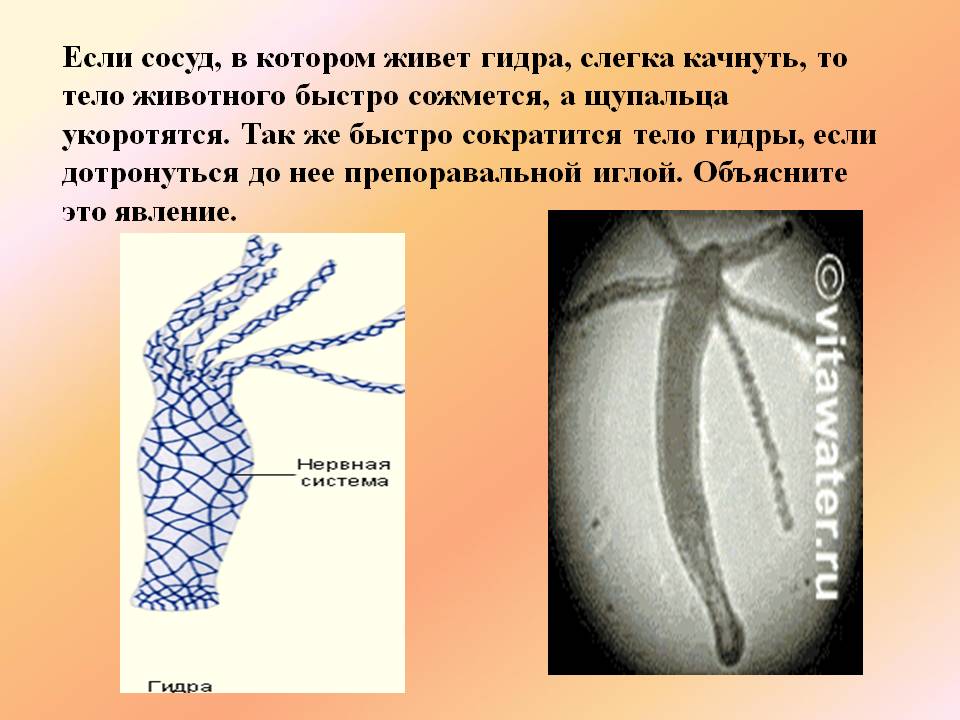 Мега кракен