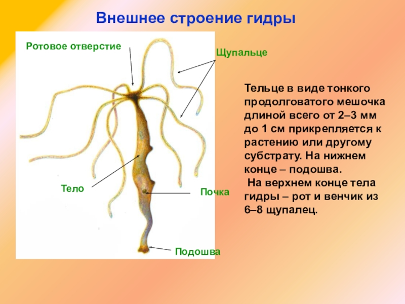 Кракен через тор браузер